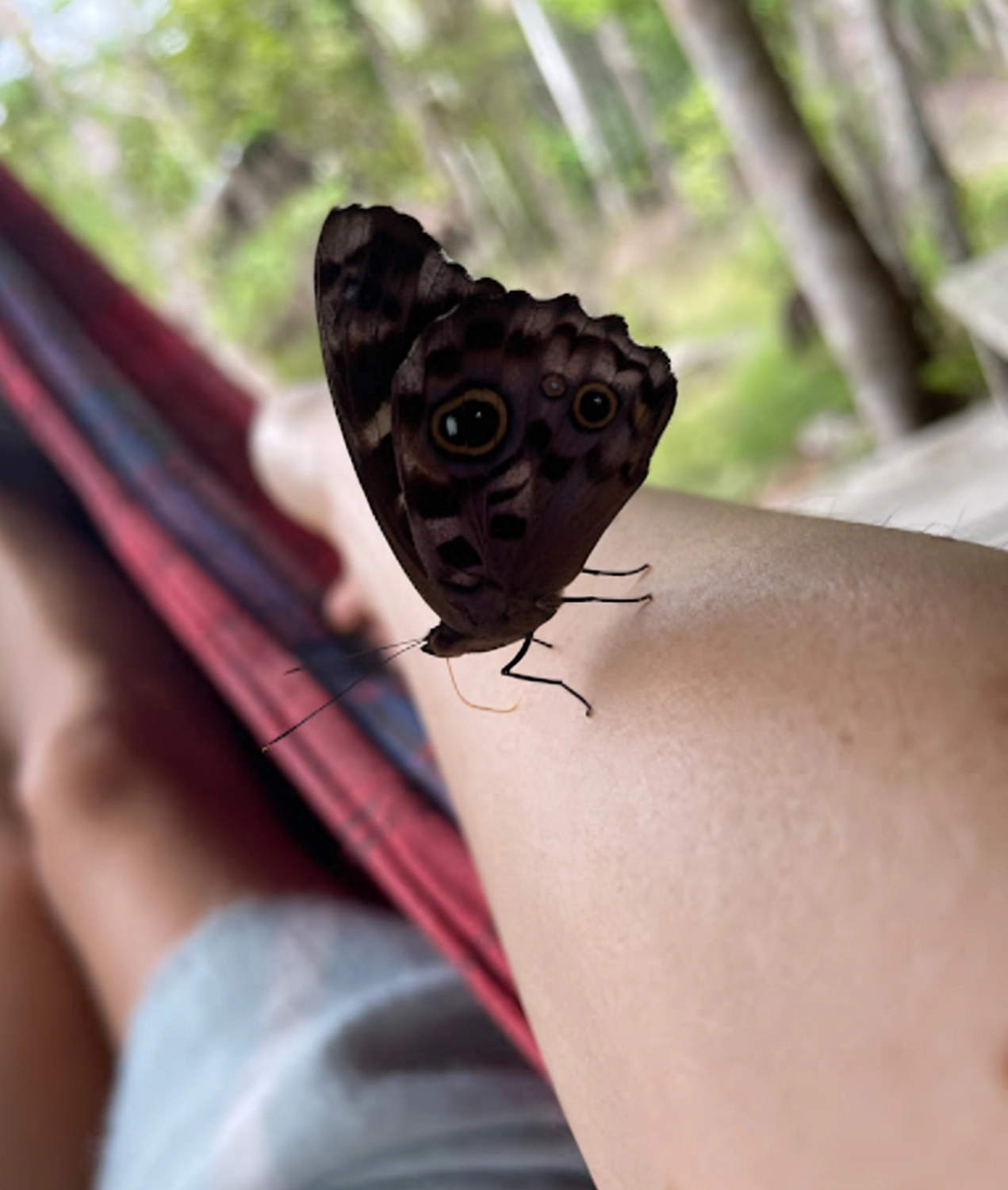 Tierbeobachtungen im Amazonas