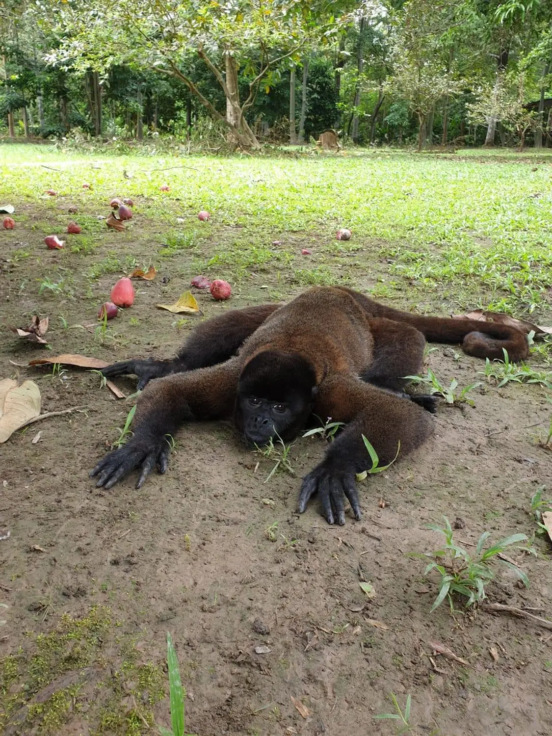 Lodge im Amazonasgebiet 