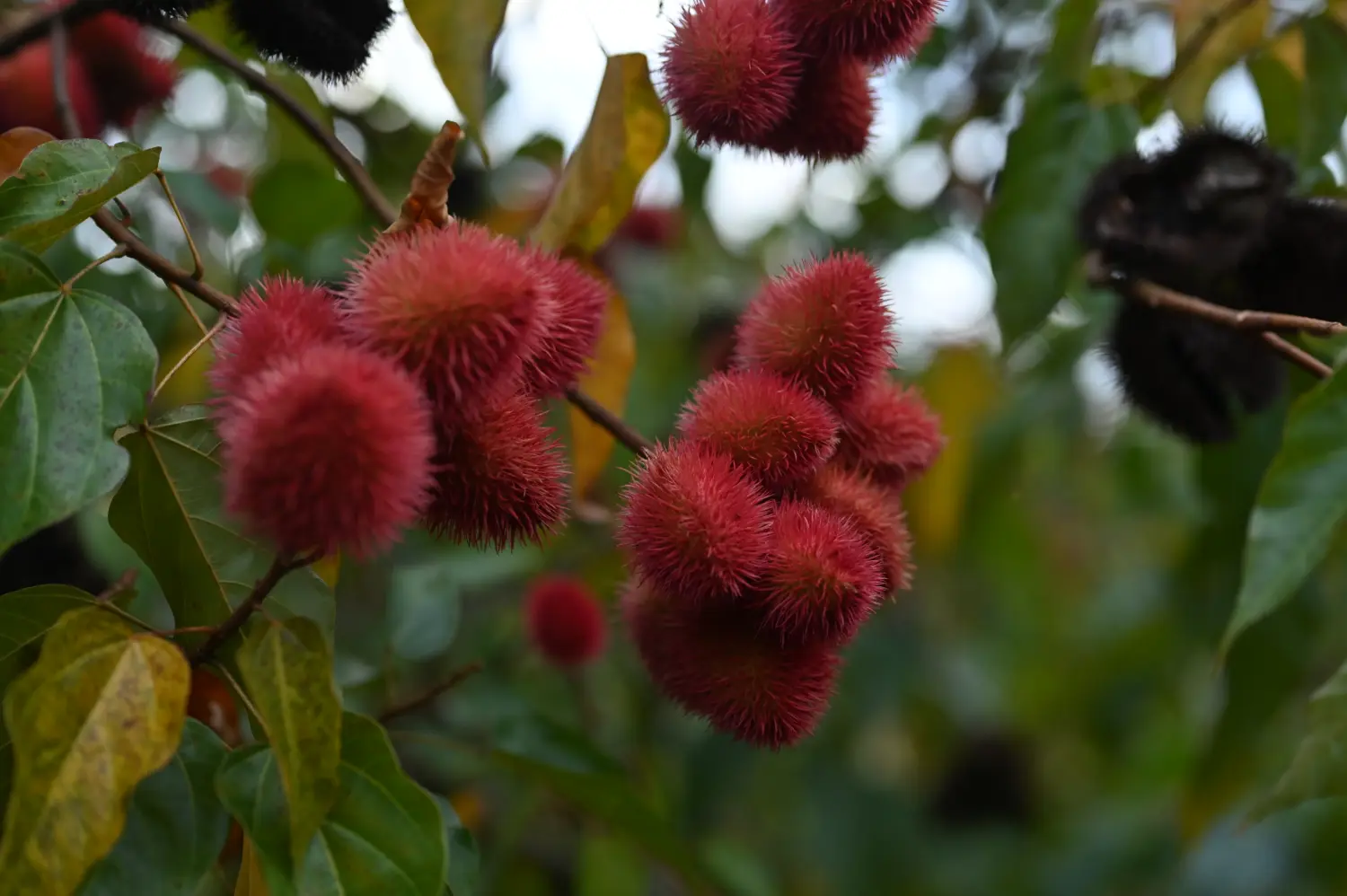 Flora und Fauna im Regenwald